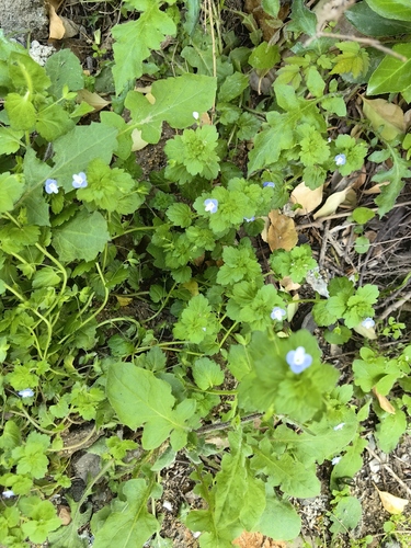 bird's-eye speedwell