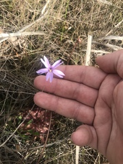 Pinguicula planifolia