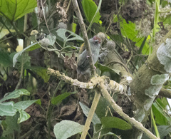 African Piculet
