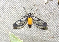 Cosmosoma stibosticta