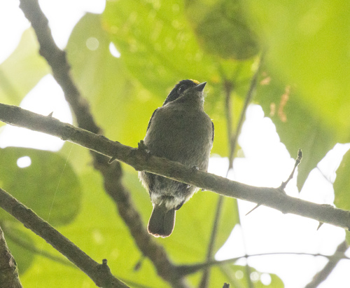 Western Tinkerbird (Pogoniulus coryphaea), photo 2