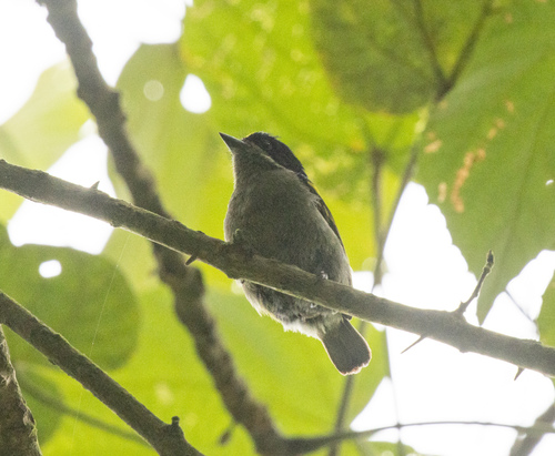 Western Tinkerbird (Pogoniulus coryphaea), photo 3