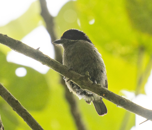 Western Tinkerbird (Pogoniulus coryphaea), photo 4