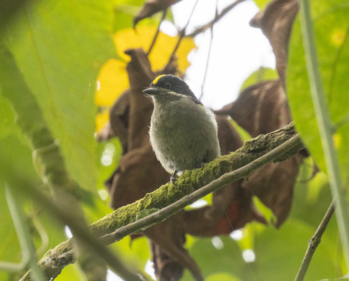 Western Tinkerbird (Pogoniulus coryphaea), photo 2