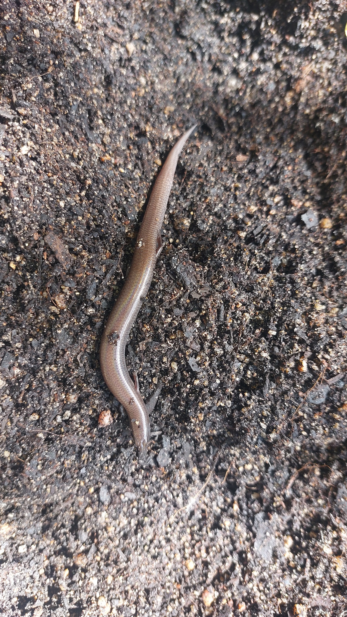 Fine-Spotted Mulch-Skink photo 5