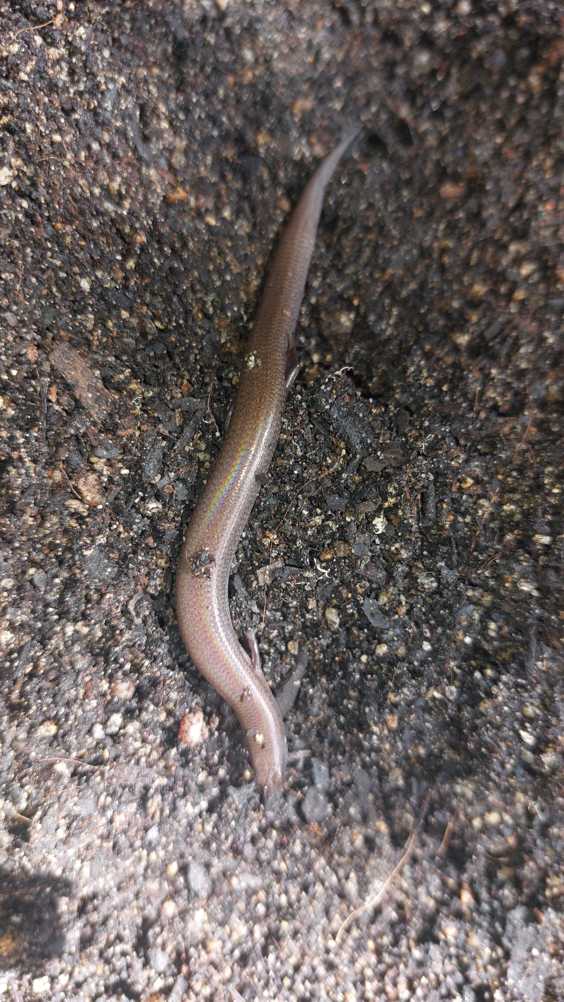 Fine-Spotted Mulch-Skink photo 6