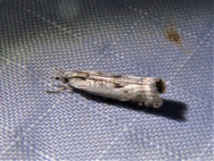 Microcrambus croesus