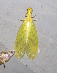 Chloronia bogotana