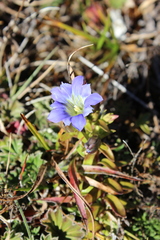 Gentiana ovatiloba