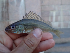 Gymnocephalus cernua