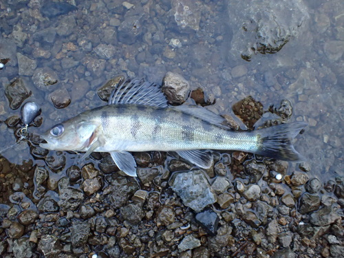 Volga Pikeperch