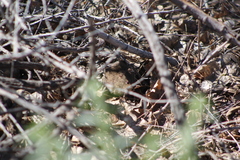 Sigmodon arizonae