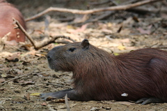 Hydrochoerus isthmius