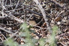 Sigmodon arizonae