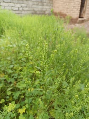Neslia paniculata iNat (1)