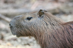 Hydrochoerus isthmius