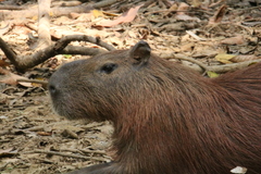 Hydrochoerus isthmius