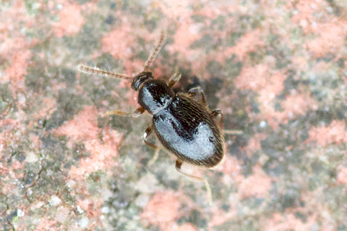 Parascydmus corpusculus