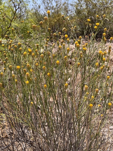 Porophyllum scoparium, photograph 6