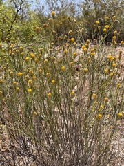 Porophyllum scoparium, photograph (c) Daniel McNair, some rights reserved (CC BY)