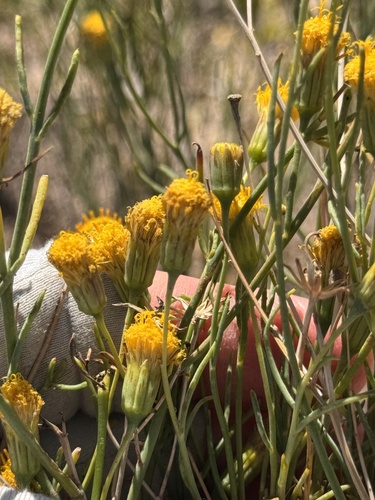 Porophyllum scoparium, photograph 5