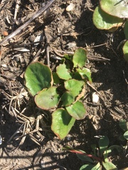 Centella cordifolia