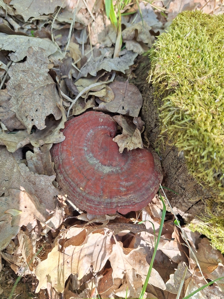 Ganoderma lucidum · April 2026 · photo: © istvan__kovacs (iNaturalist, cc0)