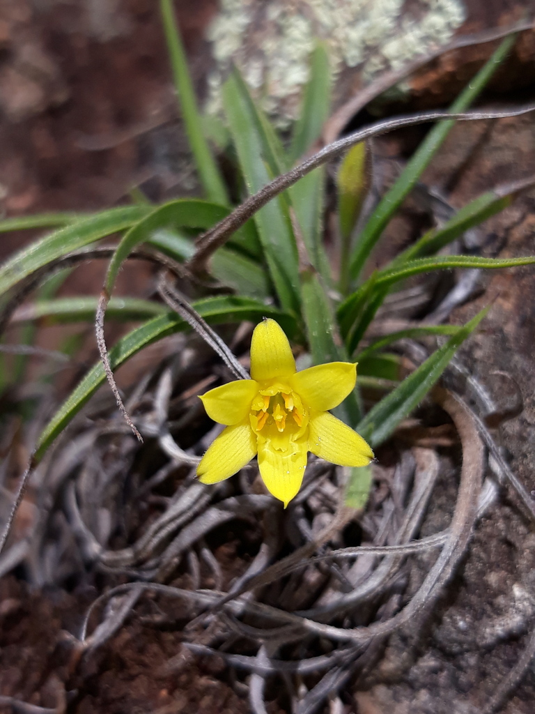 Barbacenia minima