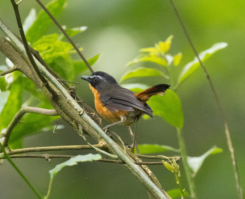 Mountain Robin-Chat (Cossyphicula isabellae), photo 7