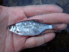 Blicca bjoerkna