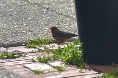 Haemorhous mexicanus