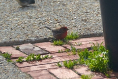 Haemorhous mexicanus