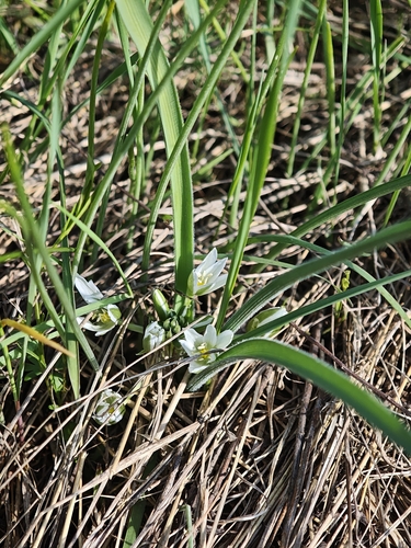 Ornithogalum fimbriatum, photograph 3