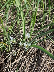 Ornithogalum fimbriatum, photograph (c) Igor Balashov, some rights reserved (CC BY)