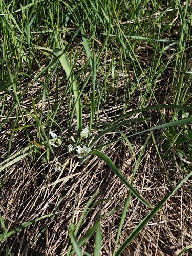 Ornithogalum fimbriatum, photograph 4
