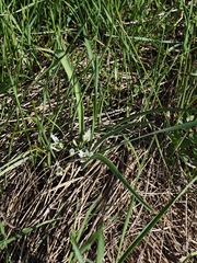 Ornithogalum fimbriatum, photograph (c) Igor Balashov, some rights reserved (CC BY)