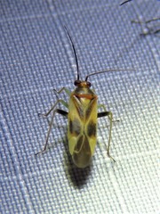 Orthotylus ornatus