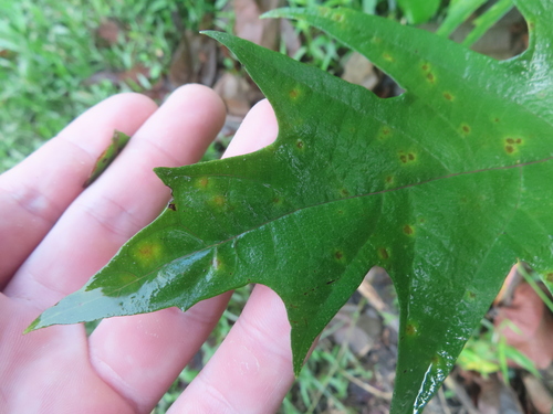 Urera laciniata, photograph 2
