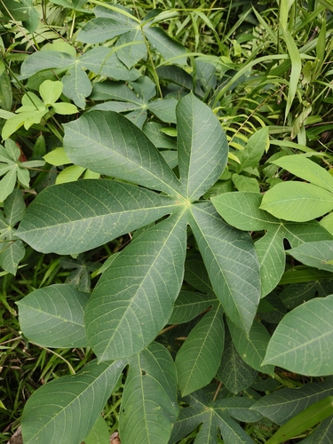 Manihot carthagenensis observed 2026-04-19