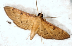 Tatobotys janapalis