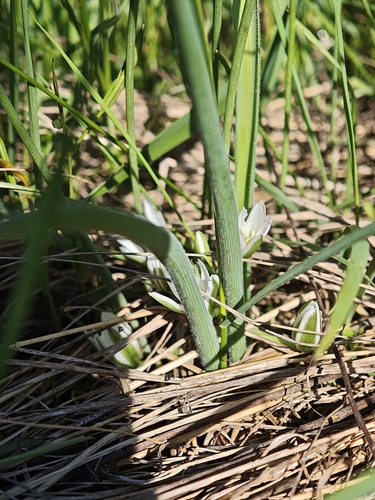 Ornithogalum fimbriatum, photograph 5