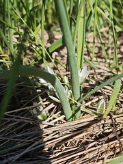 Ornithogalum fimbriatum, photograph (c) Igor Balashov, some rights reserved (CC BY)