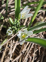 Ornithogalum fimbriatum, photograph (c) Igor Balashov, some rights reserved (CC BY)