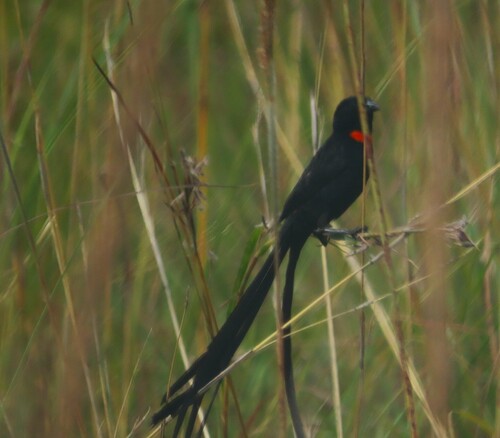 Red-collared Widowbird (Euplectes ardens)