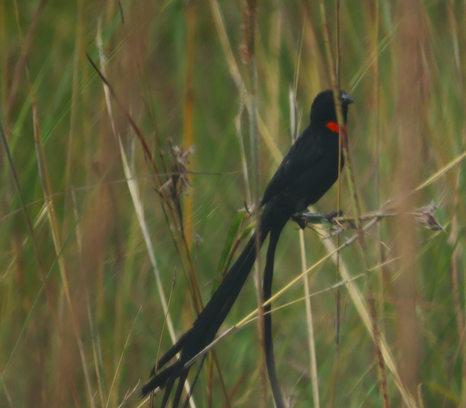 Red-collared Widowbird (Euplectes ardens), photo 1