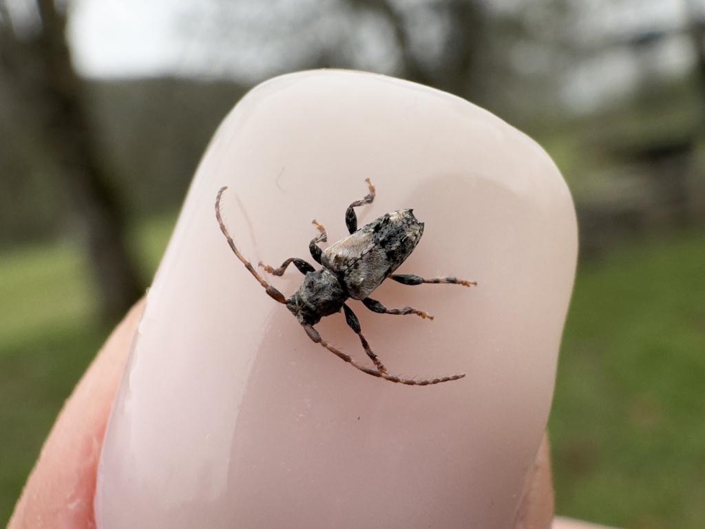Pogonocherus sieversi
