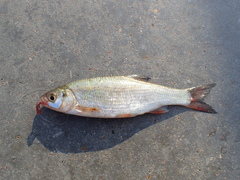 Leuciscus idus
