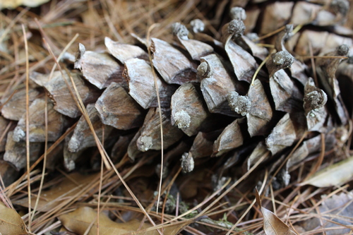 Mexican white pine