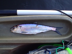 Alosa kessleri