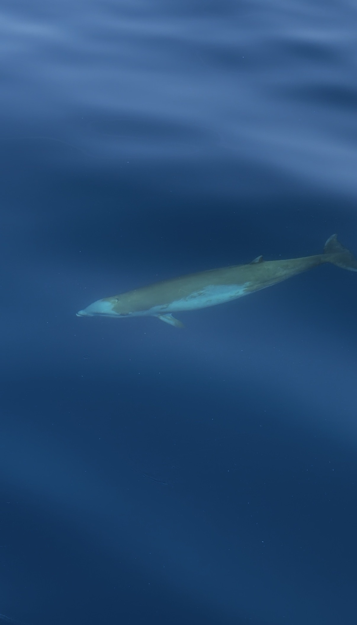 Ziphius cavirostris